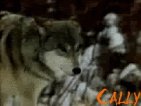 wolf1.gif wolf1.gif