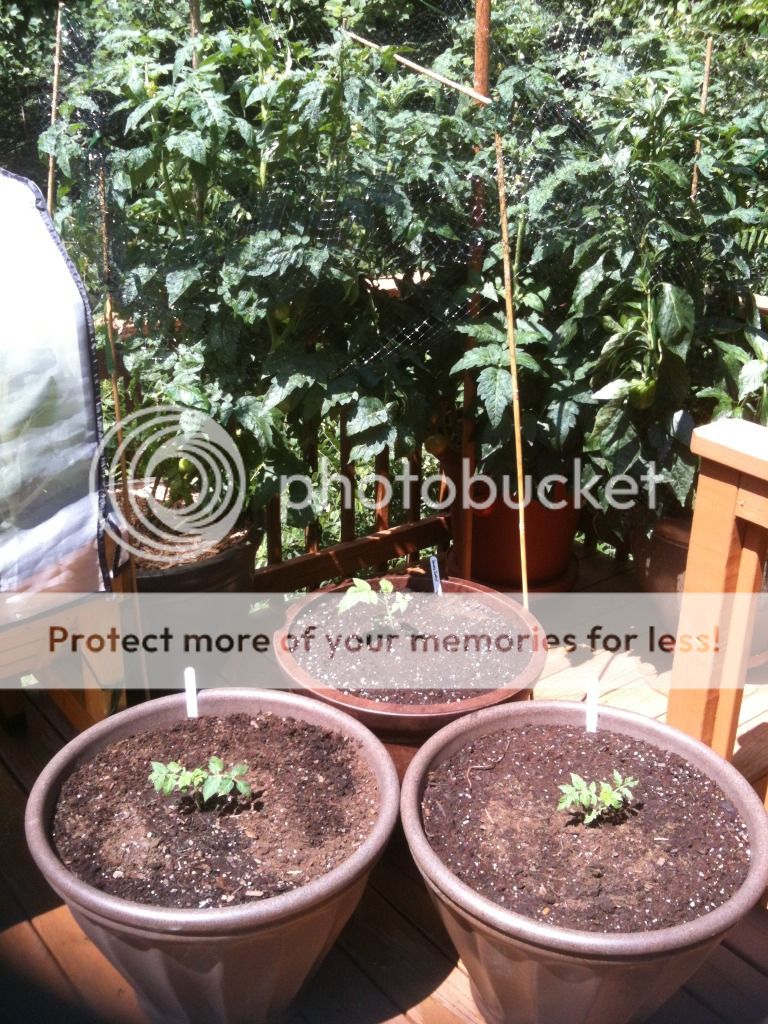 Growing indeterminate tomato plants in pots