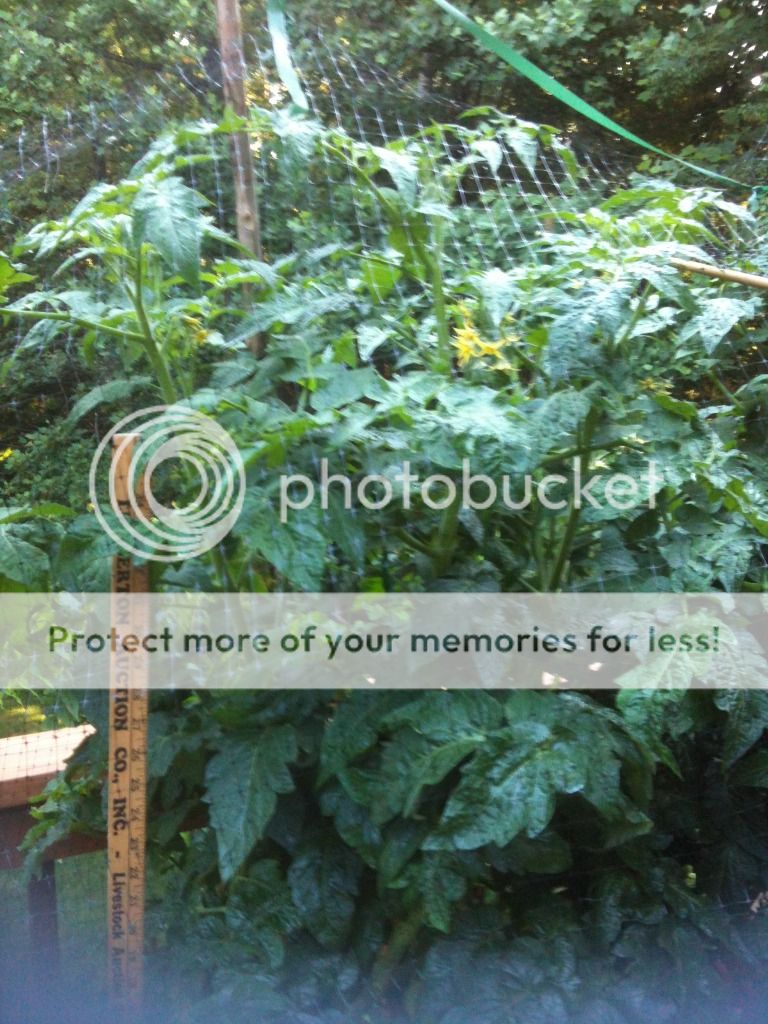 Can You Use Miracle Grow Soil For Vegetables