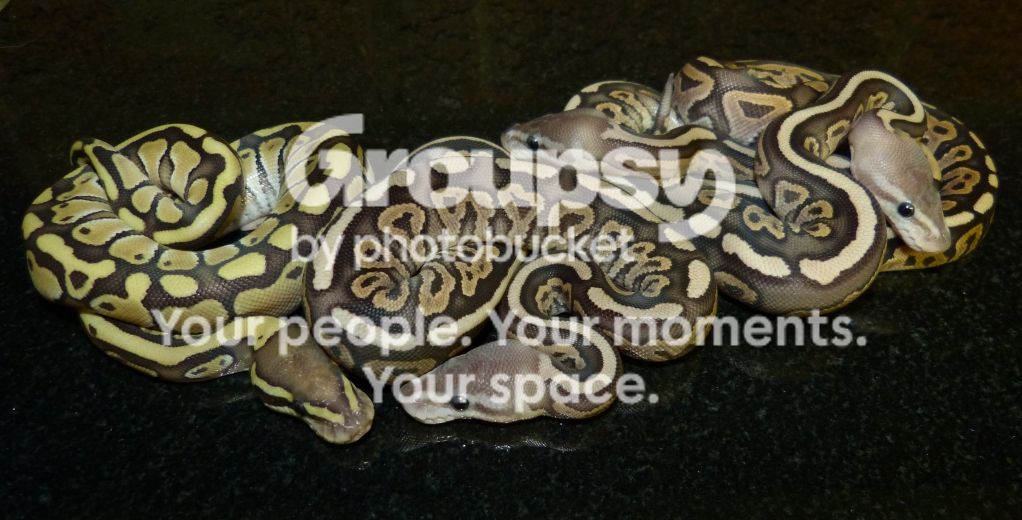 Firemon Python Snake Firemon Clutch | Reptile Forums