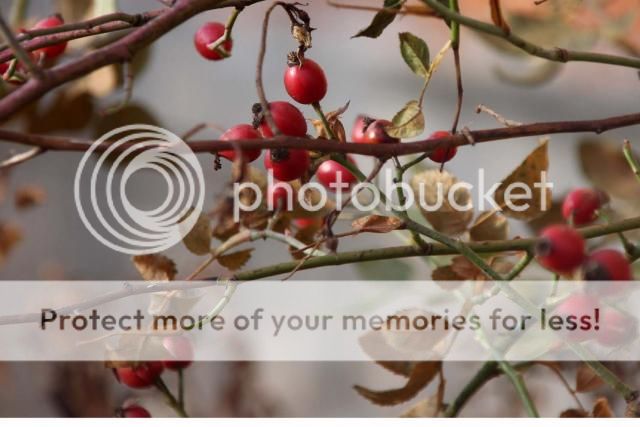  photo IMG_2199_zps4790d43a.jpg