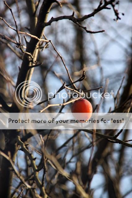  photo IMG_2201_zps6f1d6a34.jpg