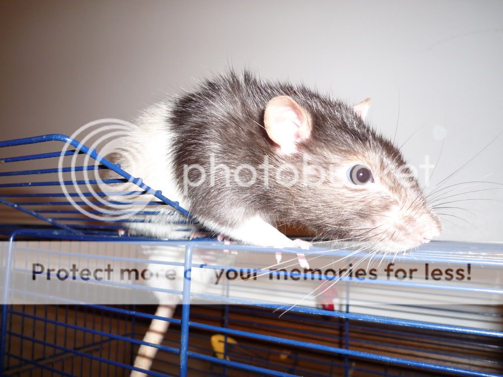 Anyone ever have a hamster or rat? - Forums - MyAnimeList.net My Hamster Bit Me And Drew Blood